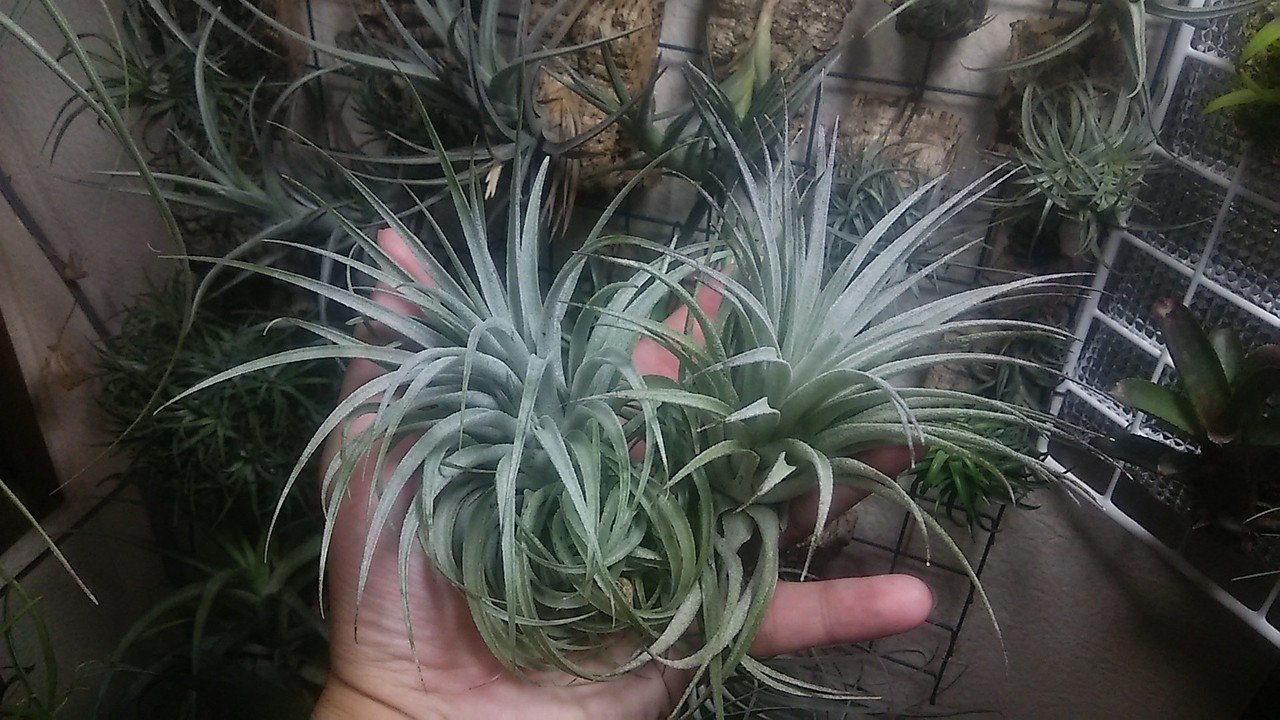 Tillandsia sucrei スークレイ｜NatureGarden🌿神田