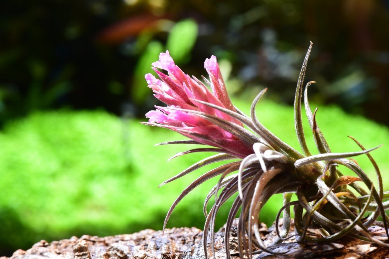 Tillandsia sucrei スークレイ｜NatureGarden🌿神田