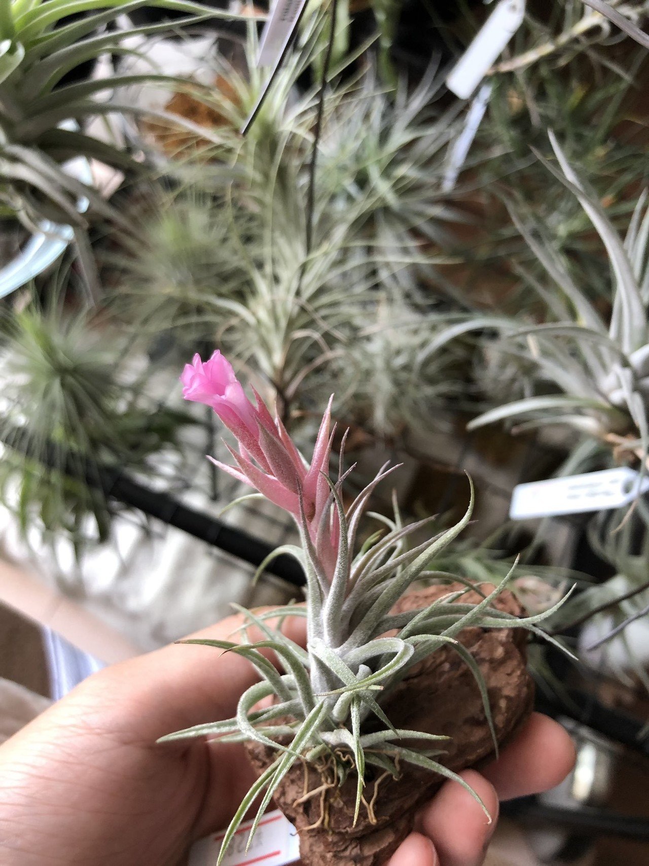 Tillandsia sucrei スークレイ｜NatureGarden🌿神田