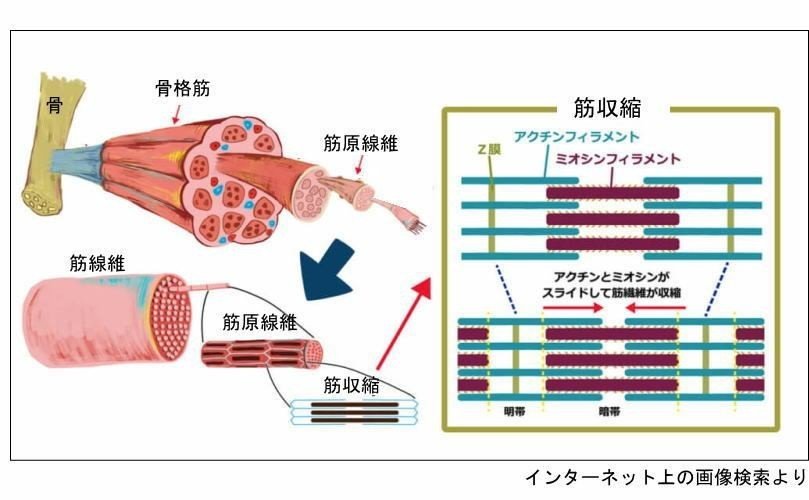 骨格筋