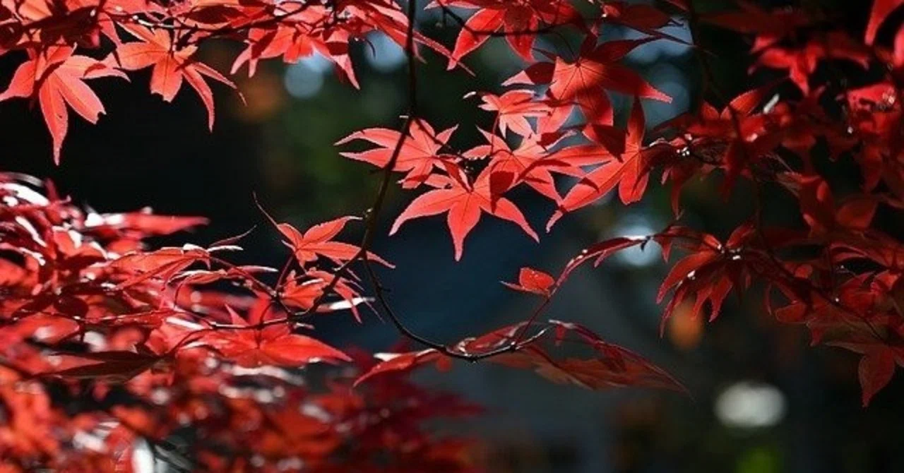 秋から冬へーー張継「楓橋夜泊」｜桂花＠文化とことばのアドバイザー