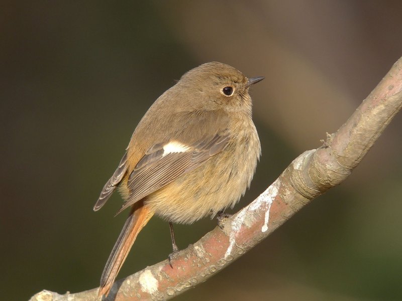 毛が逆立って丸みが増している鳥は 本当に愛らしい件 しまうー Note