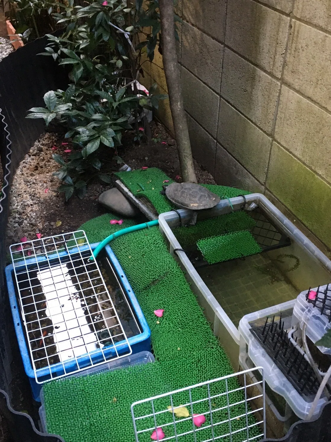 クサガメ 屋外 飼育