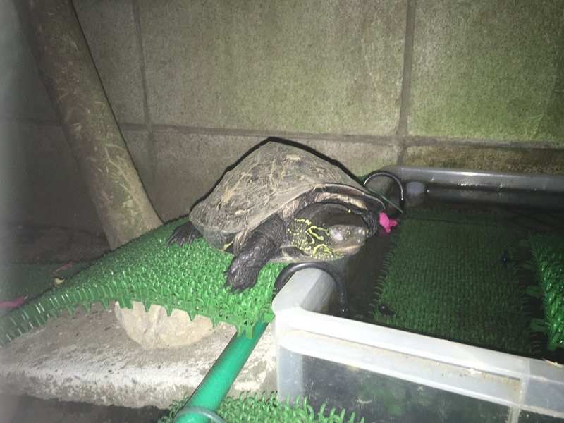 クサガメの屋外飼育に必要なもの Michael Jane Note