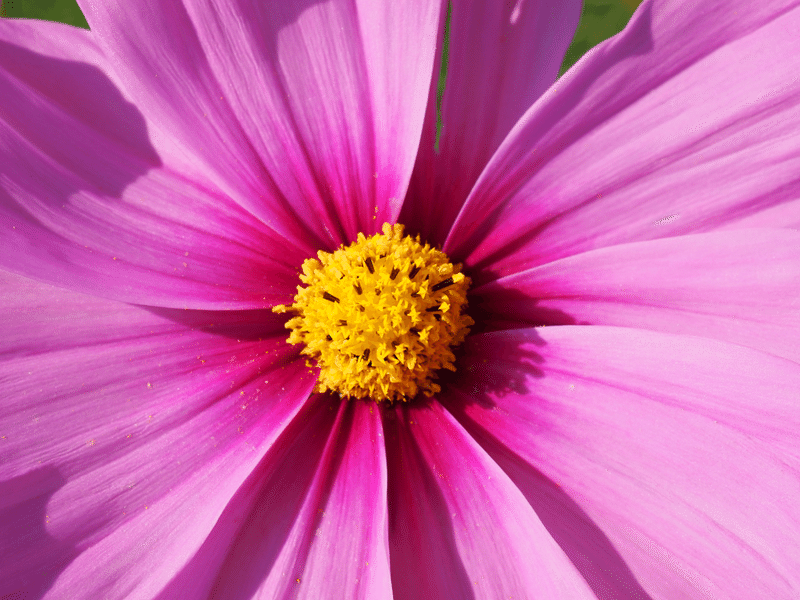 コスモス 秋桜 Tonbo3776 Note コスモス 秋桜 Tonbo3776 Note
