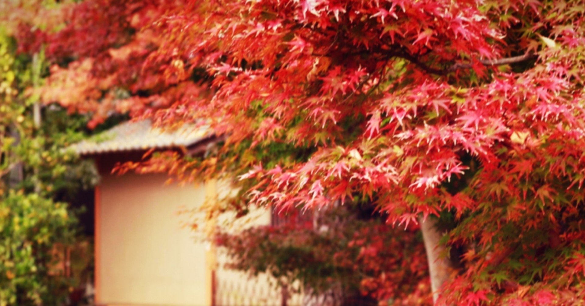 本当はナイショにしたい 穴場 滋賀の紅葉 縁結びフォトグラファー おむすび Note 本当はナイショにしたい 穴場 滋賀の紅葉 縁結びフォトグラファー おむすび Note
