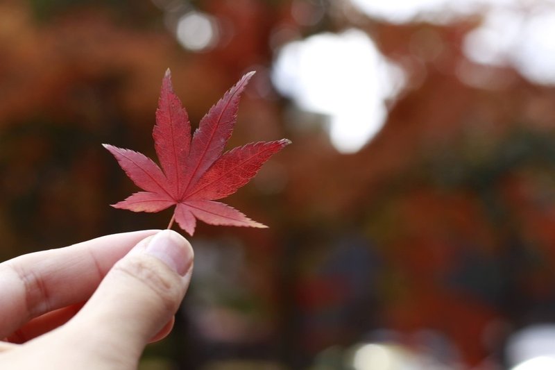 本当はナイショにしたい 穴場 滋賀の紅葉 縁結びフォトグラファー おむすび Note 本当はナイショにしたい 穴場 滋賀の紅葉 縁結びフォトグラファー おむすび Note