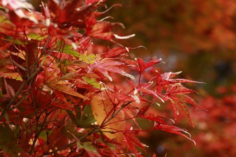 本当はナイショにしたい 穴場 滋賀の紅葉 縁結びフォトグラファー おむすび Note 本当はナイショにしたい 穴場 滋賀の紅葉 縁結びフォトグラファー おむすび Note