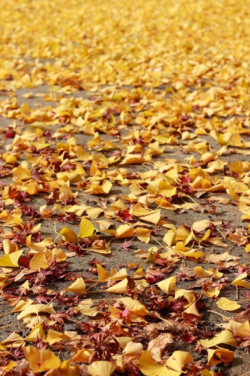 本当はナイショにしたい 穴場 滋賀の紅葉 縁結びフォトグラファー おむすび Note