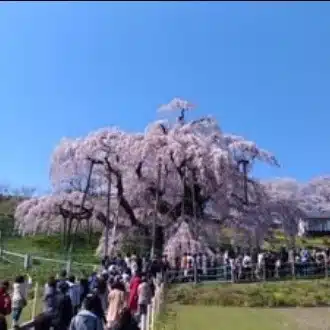心によりそう占い MELEK メレク