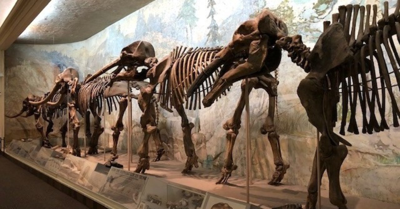 University Of Nebraska State Museum 2 ねこやなぎ ゆき Note