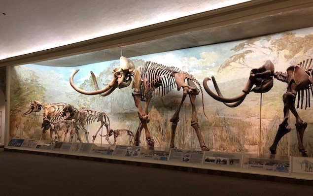 University Of Nebraska State Museum 2 ねこやなぎ ゆき Note