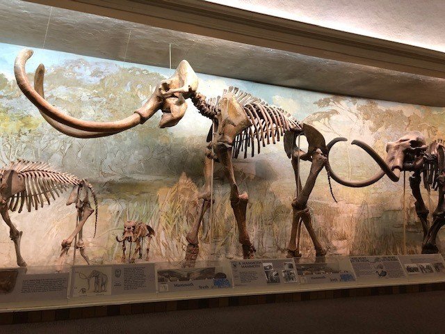 University Of Nebraska State Museum 2 ねこやなぎ ゆき Note