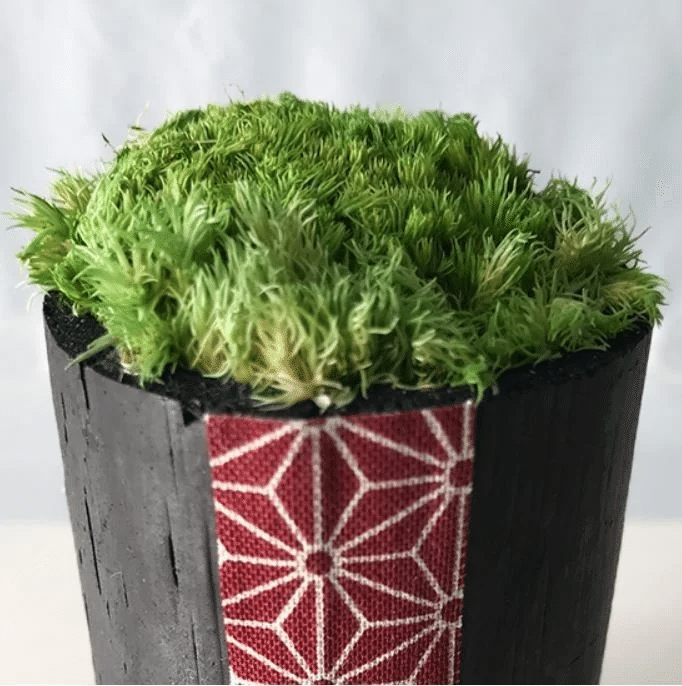 Takesumi 飾り竹炭 苔庭 ｍ ちりめん赤 苔庭 ｍ ちりめん青 竹炭インテリア Takesumi Note