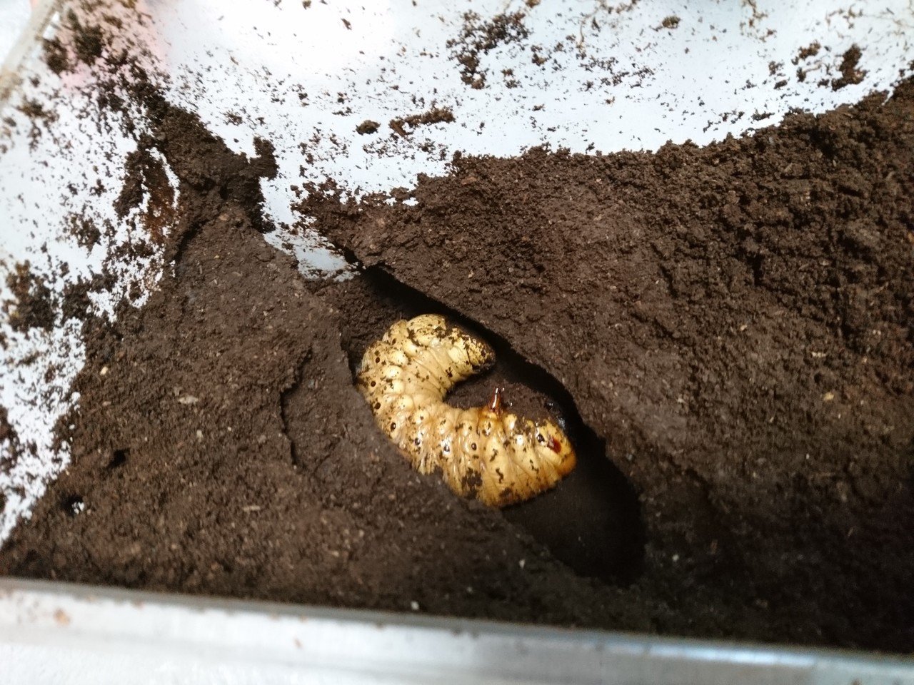 さかな様へ　　ヘラクレスオオカブト幼虫 ヘラクレス飼育｜幼虫飼育編｜ムシペディア