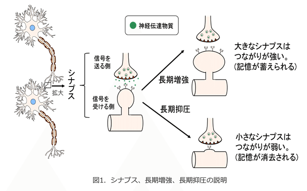 脳刺激でスポーツのパフォーマンスが上がる!? ニューロ
