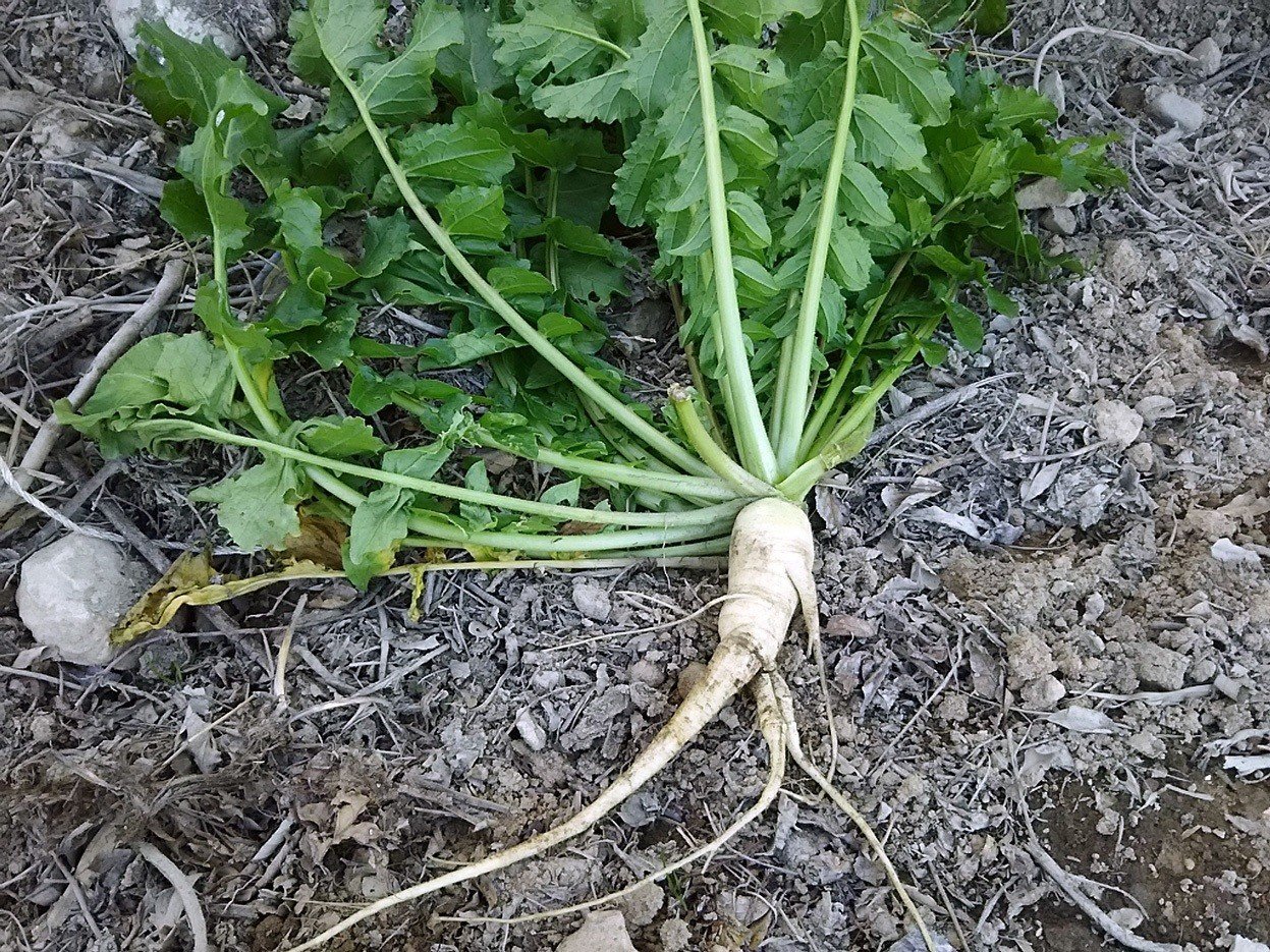 食べられる野草 ハマダイコン です スー Note 食べられる野草 ハマダイコン です スー Note