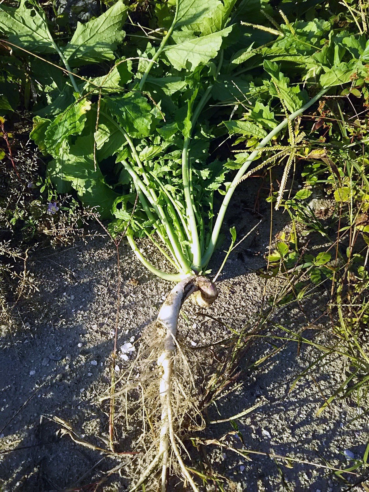 食べられる野草 ハマダイコン です スー Note