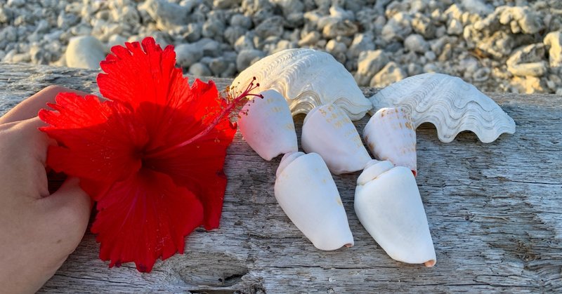 さよならハイビスカス 石垣島白保の海にて 小山 志織 ライター Note