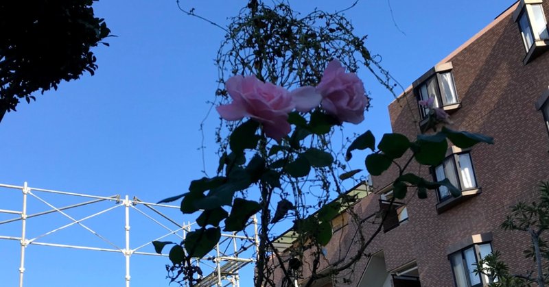 澄み切った青空に、ピンクのバラが二輪咲いてた、この前は一輪だった……💛