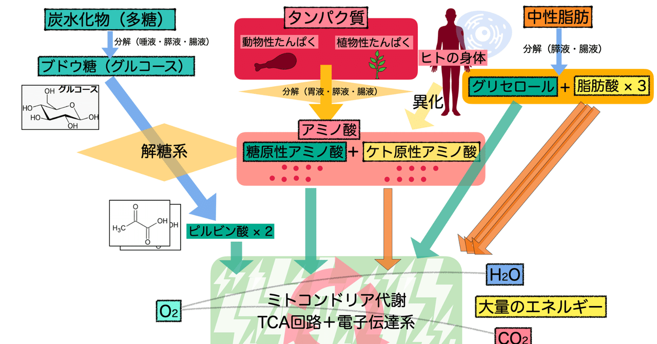 三大栄養素がエネルギーになる過程まとめ wing先輩 note