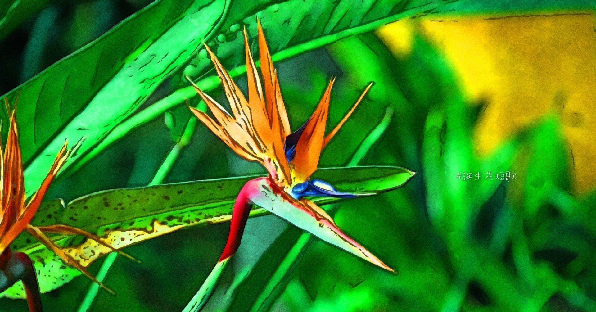 11月23日 誕生花は極楽鳥花 誕生花短歌 御子柴 流歌 Note 11月23日 誕生花は極楽鳥花 誕生花短歌 御子柴 流歌 Note