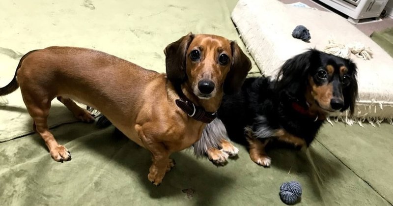 和室で犬を飼うとき 知っておきたい対策 ひまわり Note
