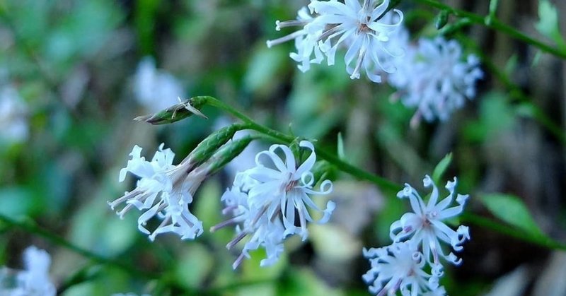 花ビラが可愛い エンシュウハグマ Hhaannaaiihh Note 花ビラが可愛い エンシュウハグマ Hhaannaaiihh Note