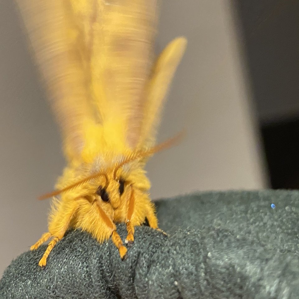 黄色いカラダが美しい ウスタビガを捕まえた Noriaki Kawanishi 田舎暮らしデザイナー Note