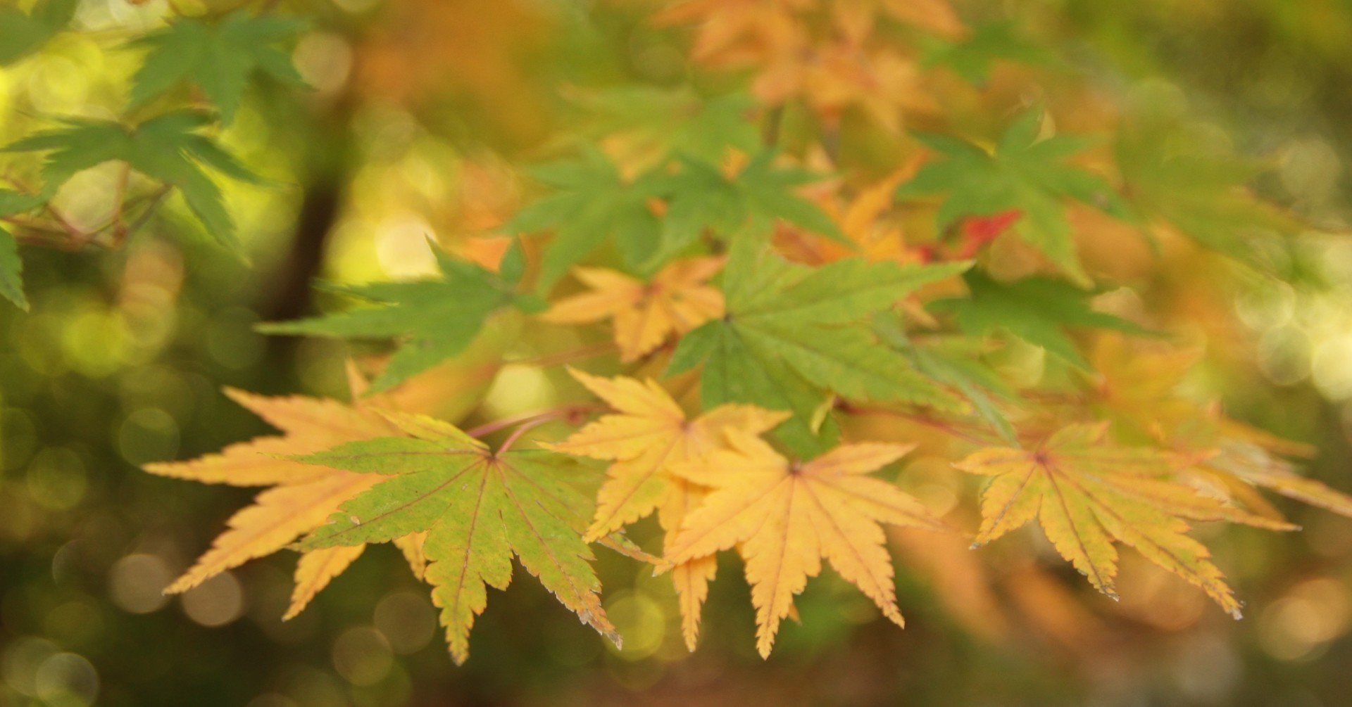 紅葉を接写撮影 マクロ撮影 で楽しむ 飯野 修 Note 紅葉を接写撮影 マクロ撮影 で楽しむ 飯野 修 Note