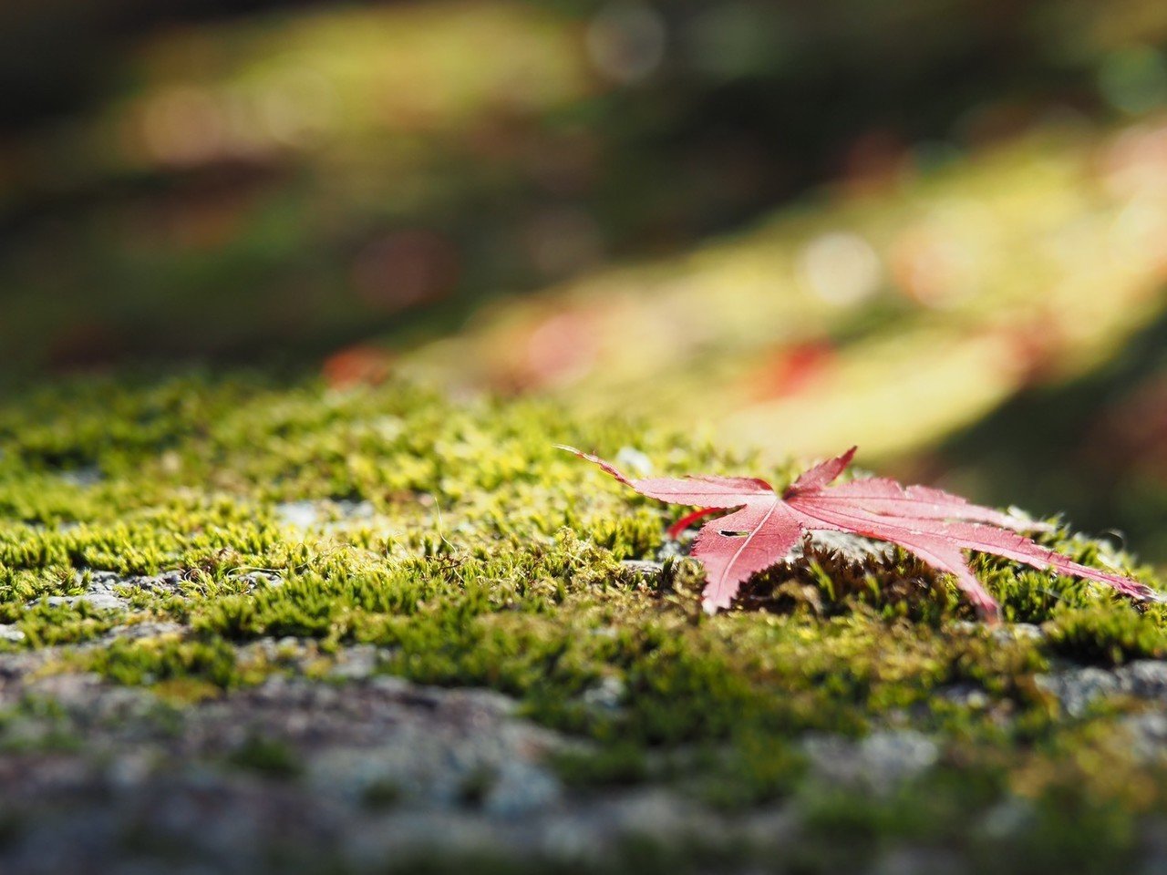 紅葉を接写撮影 マクロ撮影 で楽しむ 飯野 修 Note 紅葉を接写撮影 マクロ撮影 で楽しむ 飯野 修 Note