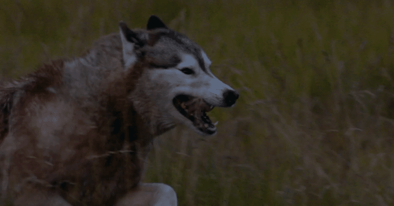 おすすめ映像 Mv 作品集 Vimeo Hiro Murai氏 グラミー賞受賞 Softinhard Note