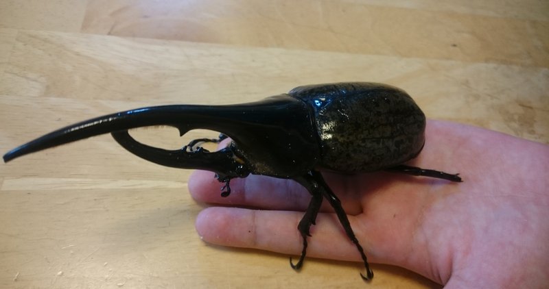 ヘラクレスオオカブトがサナギに かめのめーめ Note