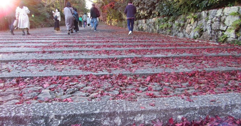 今日の真っ昼間の写真シリーズ（2020/11/21）④ 光明寺