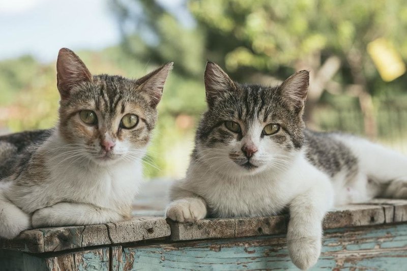 猫好きな彼女と結婚を考えるか 猫アレルギーの男の意見 Nanao ナナオ Note