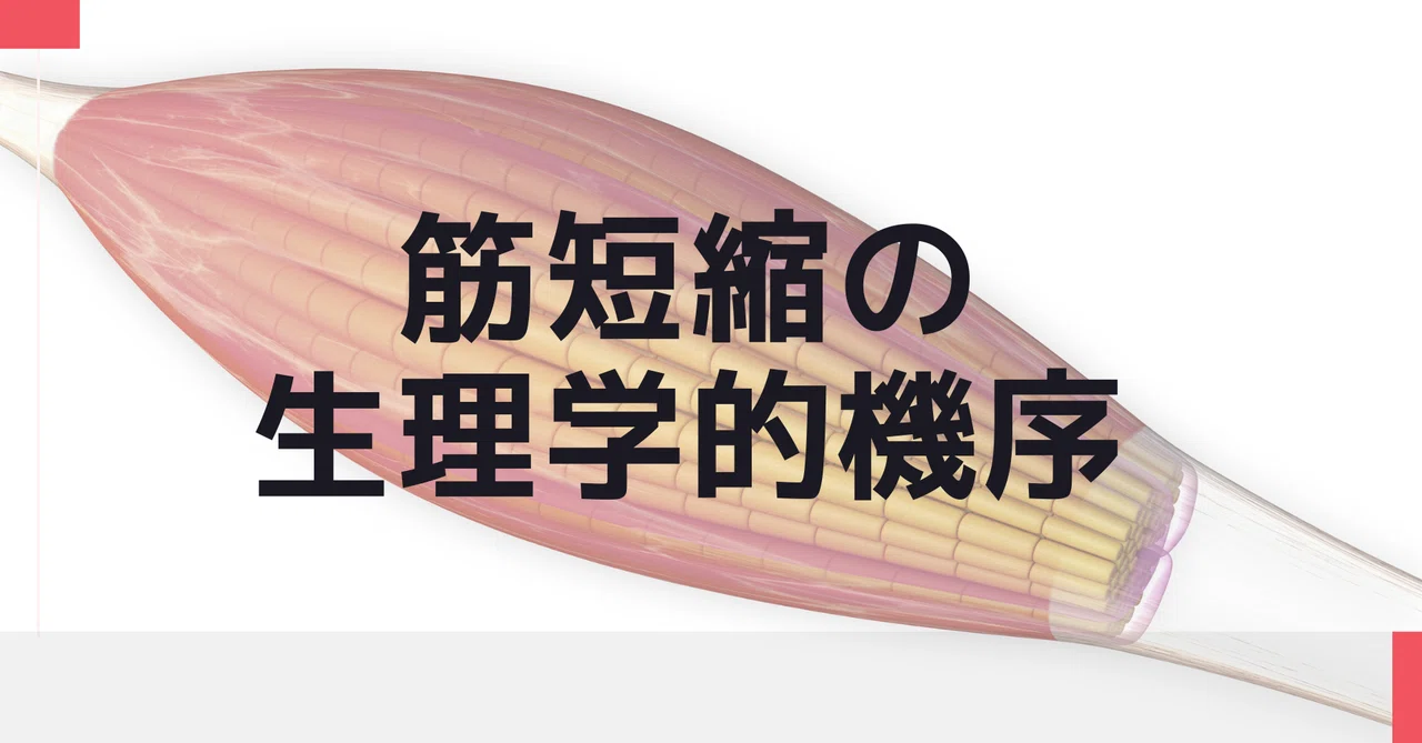 筋短縮の生理学的機序 白須達也 Tatsuya Shirasu 理学療法士 アスレティックトレーナー Note