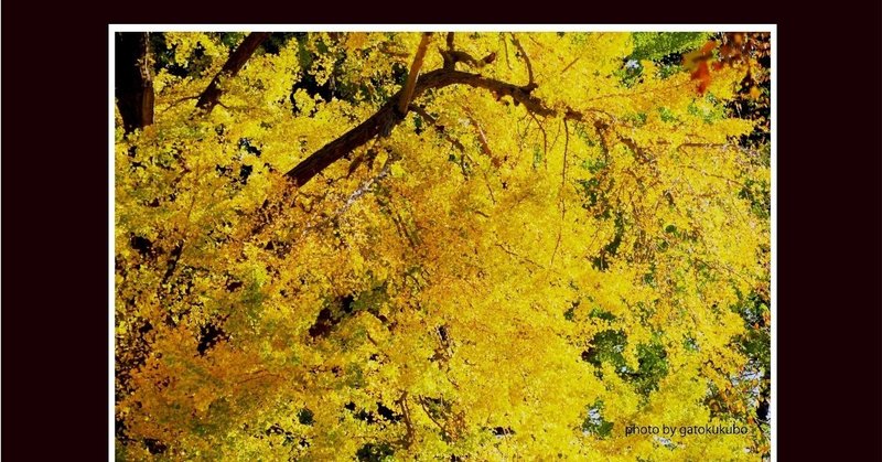 紅葉と書くともみじのこと では黄色い葉っぱは 黄葉 おうよう でも これももみじのこと ウーン 難しい Gatokukubo Note