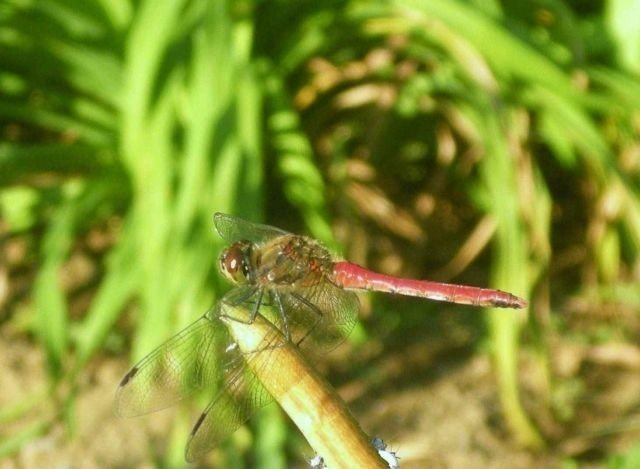 害虫を食べてくれる稲作のパートナー 鳥谷恵生 Note 害虫を食べてくれる稲作のパートナー 鳥谷恵生 Note