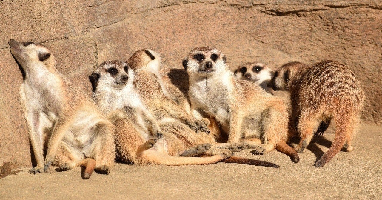 家族を大切にする人 いい人 と判断するのは危険な理由 花巻はる note