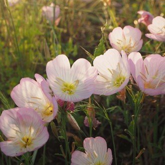 6月の山羊座の運勢 しいたけ占いのしいたけ 6月の山羊座の運勢 しいたけ占いのしいたけ