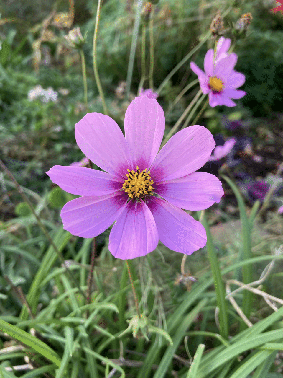 ののの花 のの Note ののの花 のの Note