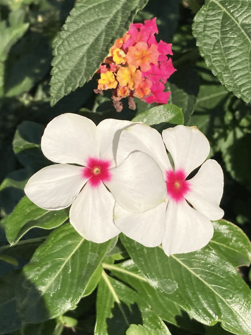 ののの花 のの Note ののの花 のの Note