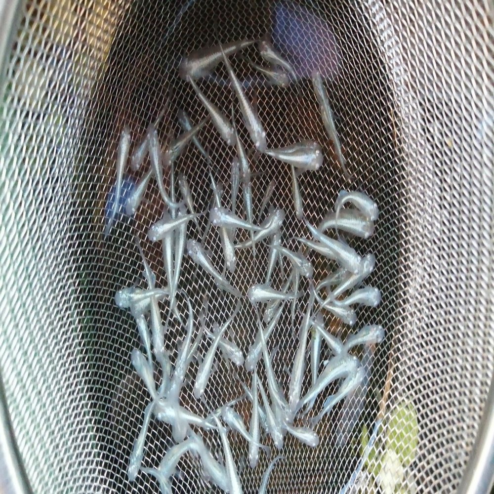 11 23 屋外メダカ飼育場の冬越し準備 メダカとガーデニング大好き Naturalife Note