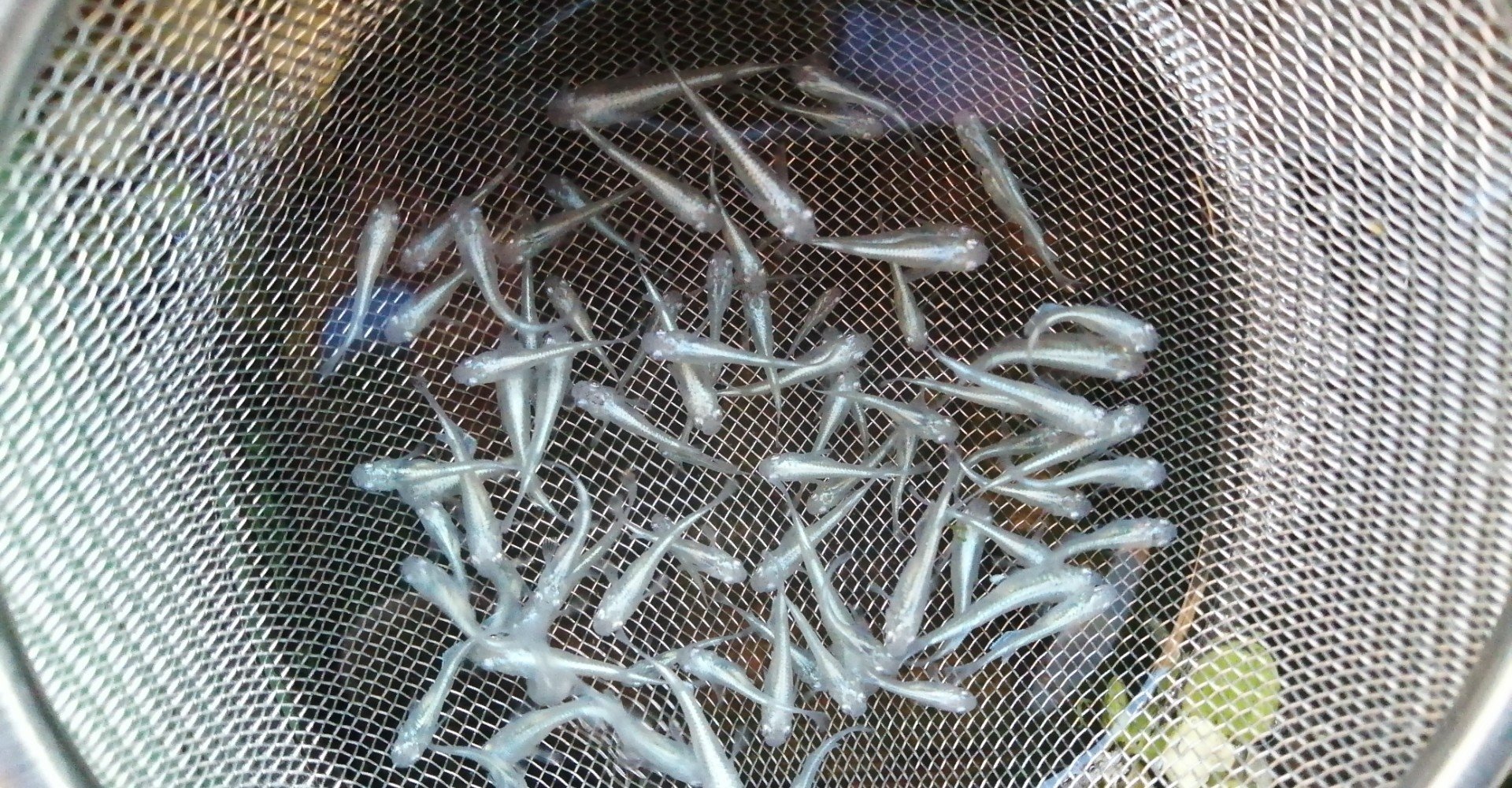 11 23 屋外メダカ飼育場の冬越し準備 メダカとガーデニング大好き Naturalife Note 11 23 屋外メダカ飼育場の冬越し準備 メダカとガーデニング大好き Naturalife Note