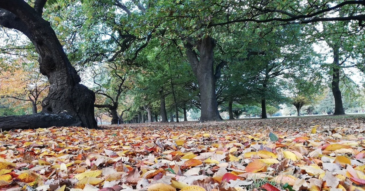 樹木医 Shinmr Note 樹木医 Shinmr Note