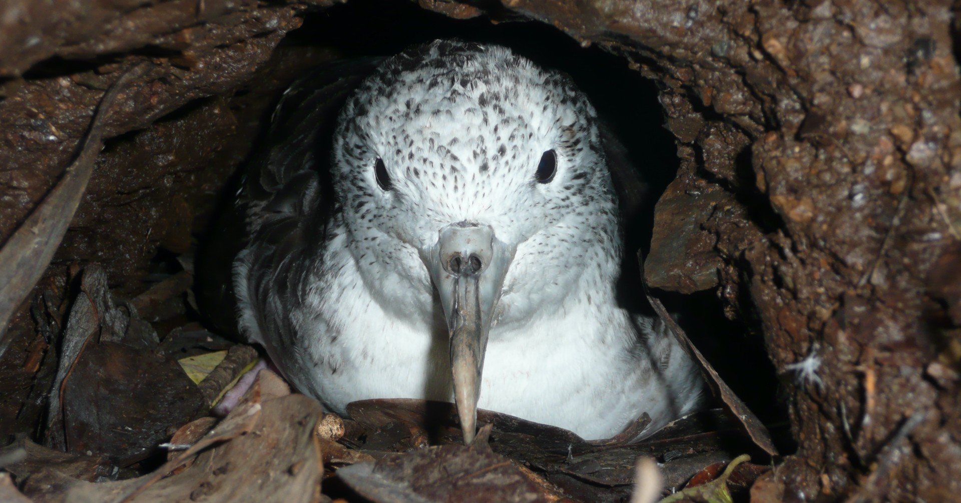 論文自己紹介] オオミズナギドリのスケジュール管理｜shiomikozue