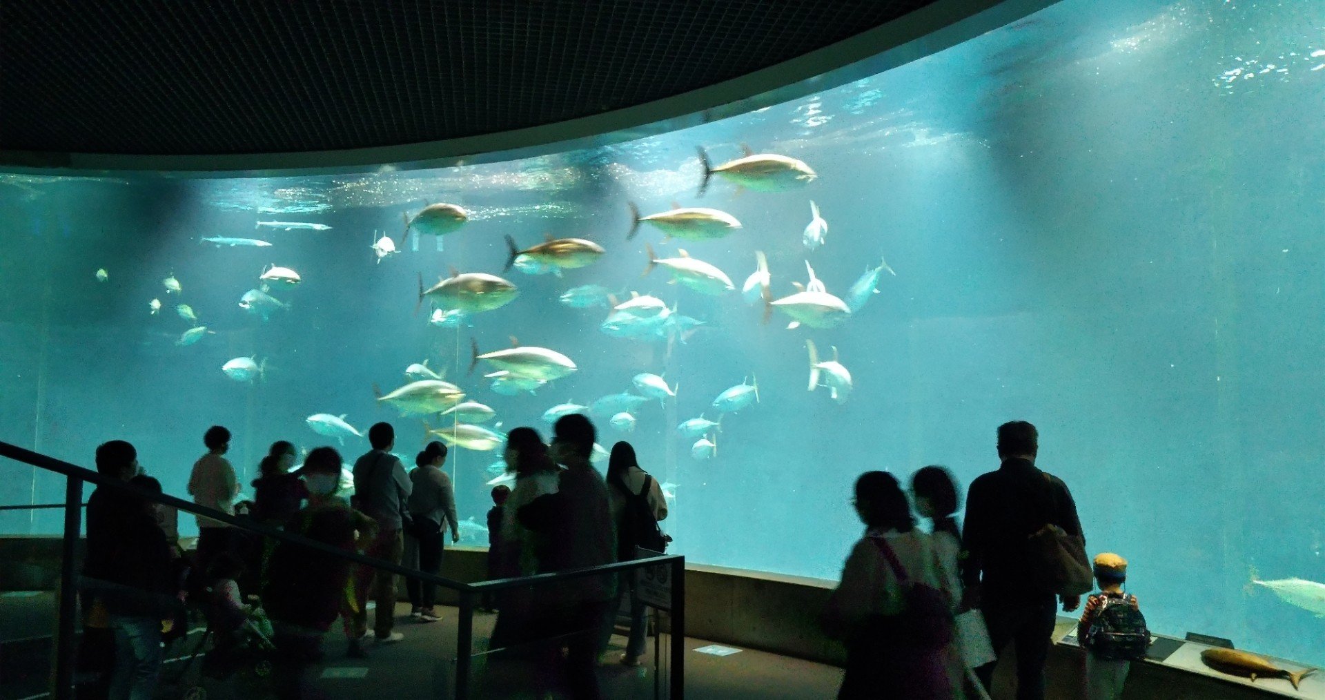 本マグロ クロマグロ が回遊する水族館 渡邊 加奈子 Note 本マグロ クロマグロ が回遊する水族館 渡邊 加奈子 Note