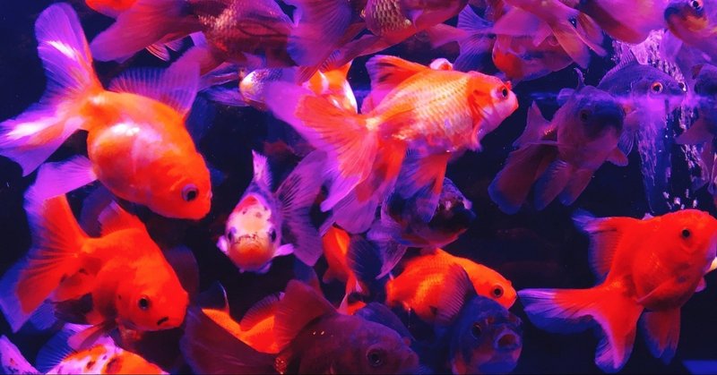 パクパク金魚 Masa Note パクパク金魚 Masa Note