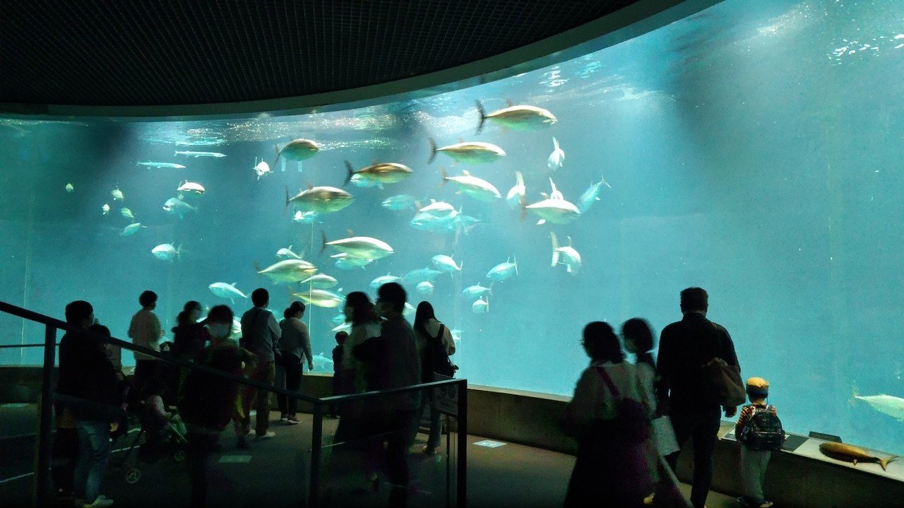 本マグロ（クロマグロ）が回遊する水族館｜渡邊 加奈子｜note