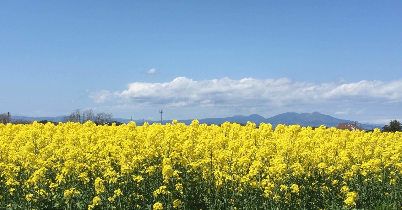 青森・陸奥横浜の菜の花畑に｜門田和雄